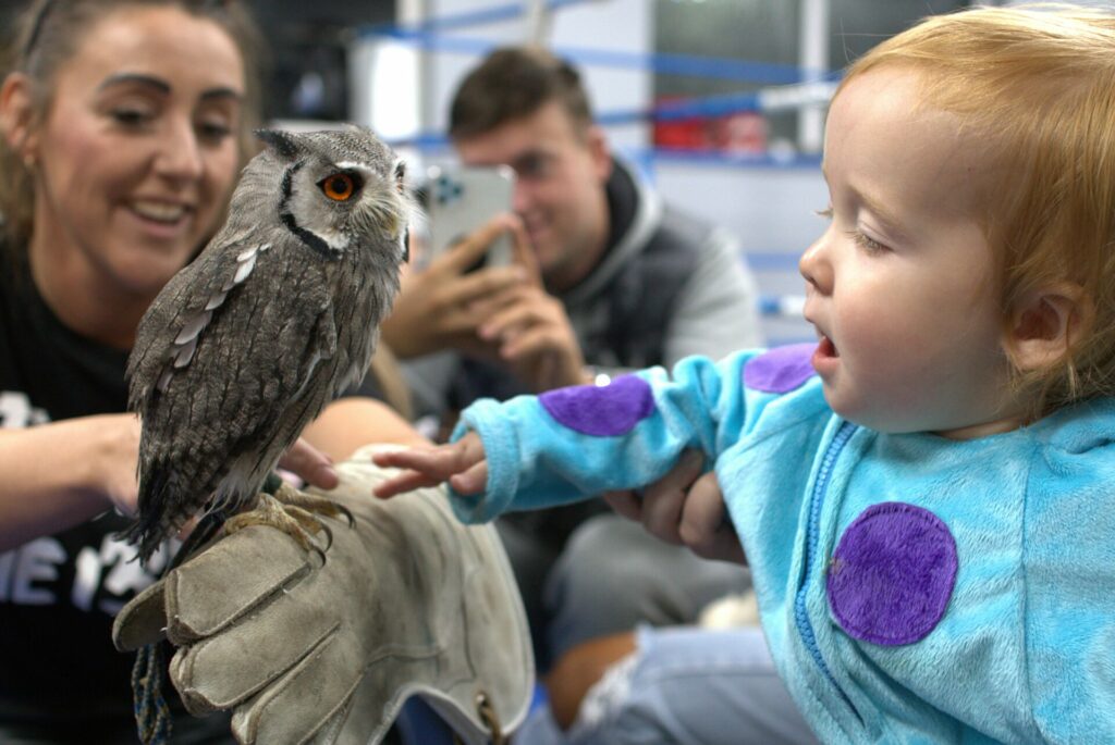 A young child holding out his hand to an owl